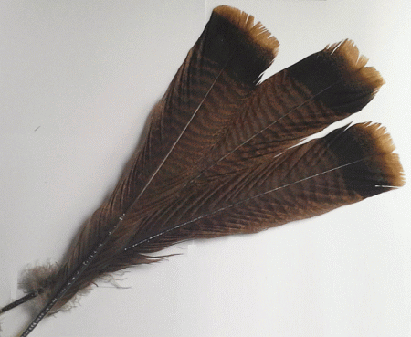 Wild Turkey Feathers - Beige Tips - Dozen