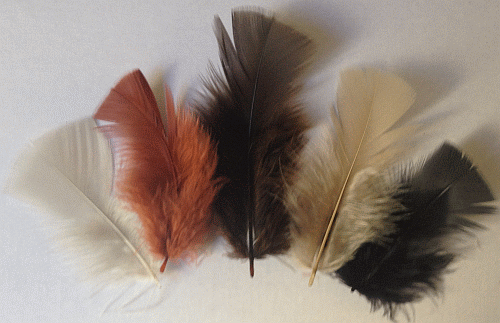 Autumn Mix Turkey Plumage Feathers - 1/4 lb