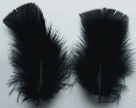 Black Turkey Plumage Feathers - Mini Pkg