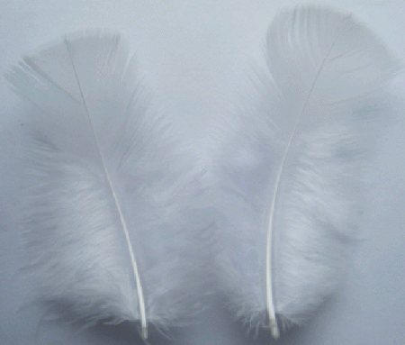 White Turkey Plumage Feathers - Mini Pkg