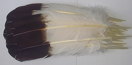 Imitation Eagle Feathers - Brown Tips - Dozen Lefts