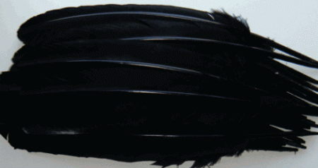 Black Turkey Quill Feathers - Bulk lb Left