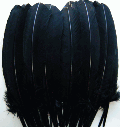 Black Turkey Quill Feathers - Bulk Mixed lb