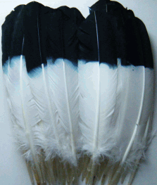 Imitation Eagle Feathers - Black Tips -  Mixed lb - OUT OF STOCK