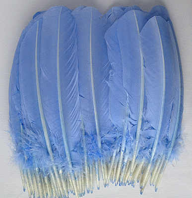 Light Blue Quill Turkey Feathers - Mixed lb