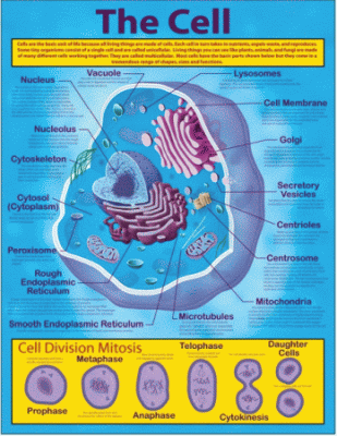The Cell Science Chart