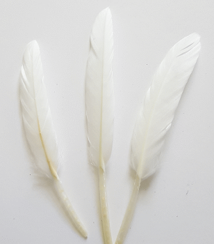 White Cosse Duck Feathers - Bulk lb
