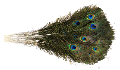 Bulk Mini Peacock Eye Feathers