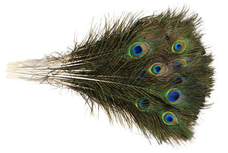 Bulk Small Peacock Feathers