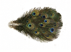 Bulk Real Mini Peacock Feathers - 1-3 Natural Stems -100pc
