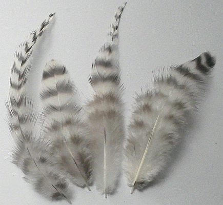 Bulk Rooster Chinchilla Feathers For Sale