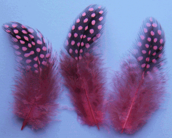 Fly Fishing Guinea Feathers