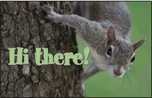 Hi There Squirrel Postcard