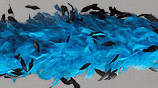 Fancy Chandelle Feather Boa - Heavyweight Turquoise with Black Coque