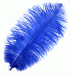 Blue Feather Color
