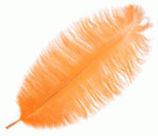Orange Feather Color