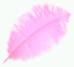 Pink Feather Color