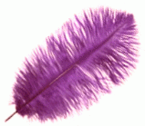 Purple Feather Color