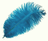 Turquoise Feather Color