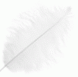 White Feather Color