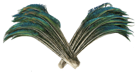 Bulk Natural Peacock Sword Feathers - 12-20 Inches