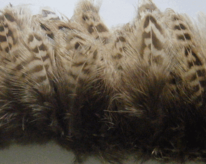 Strung Feathers - Ringneck Pheasant - 1/4 lb