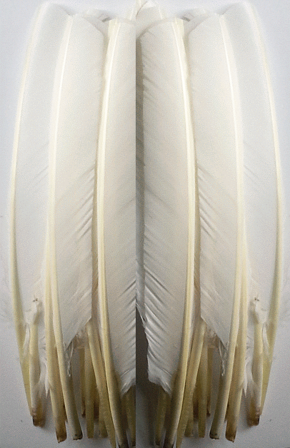 Bulk White Pointer Quill Feathers - lb Mixed