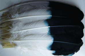 Imitation Eagle Turkey Quill Feathers - Dozen - Right