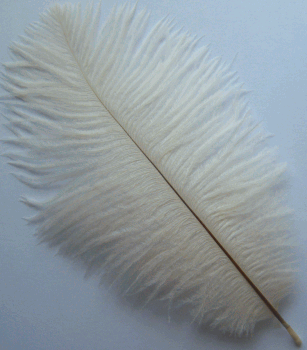 Ivory Large Ostrich Drab Feathers - Dozen