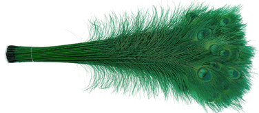 Green Peacock Eye Feathers - 30-35 Inch Bleached & Dyed 25pc