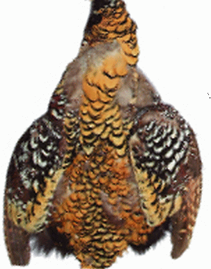 Pheasant Pelt Feathers - Venery Reeves