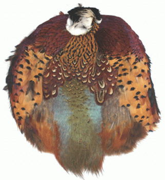 Pheasant Feather Pelt - Ringneck