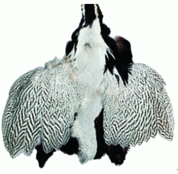 Pheasant Feather Pelt - Silver White