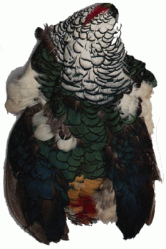 Pheasant Feather Pelt - Lady Amherst