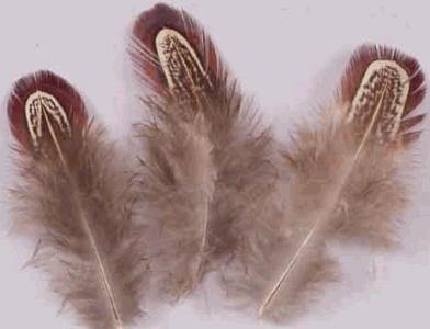 Ringneck Almond Pheasant Feathers - Mini Pkg