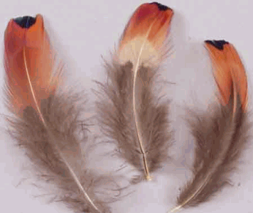 Bulk Feathers - Pheasant Ringneck Hearts - Mini Pkg