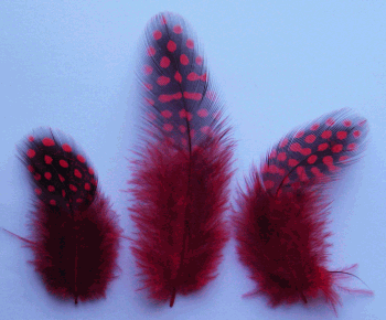 Bulk Red Roster Guinea Feathers