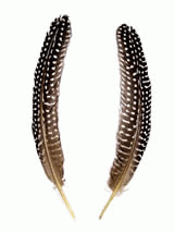 Spotted Guinea Fowl Wing Quills