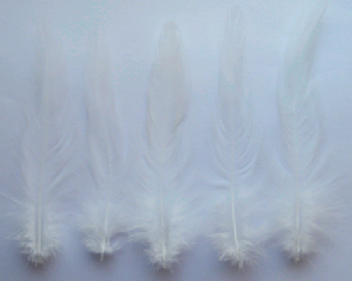 Bulk White Rooster Hackle Feathers