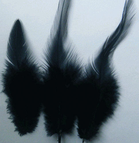 Bulk Black Rooster Saddle Feathers