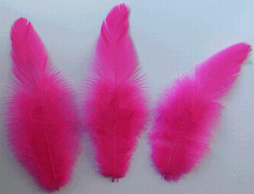 Bulk Fuchsia Rooster Saddle Feathers