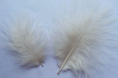 Bulk Feathers - Mini Turkey Marabou - Eggshell 1/4 lb