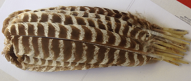 Barred Turkey Quill Feathers - Dozen Left