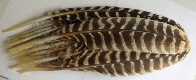 Barred Turkey Quill Feathers - Dozen Right