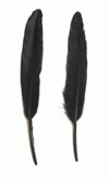 Black Duck Pointer Feathers - Bulk lb