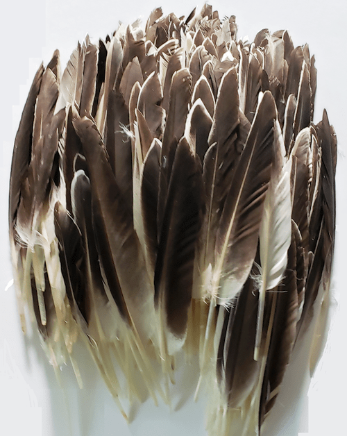 Natural Duck Pointer Feathers - 1/4 lb