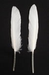White Duck Pointer Feathers - Bulk lb