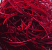 Bulk Red Goose Biot Feathers - lb