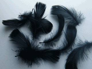 Bulk Black Coquille Goose Feathers - 1/4 lb Pkg