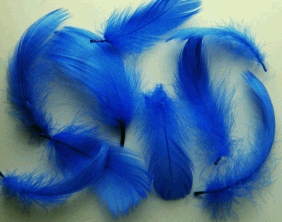 Bulk Blue Goose Coquille Feathers - lb